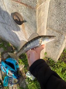 Zander