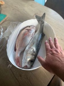 European Bass (Seabass)