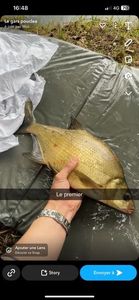 Common Bream