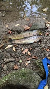 Brown Trout