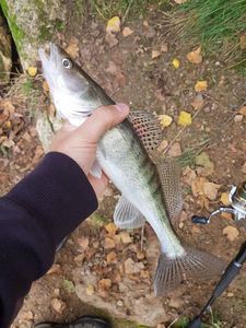 Zander