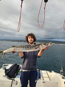 Great Barracuda