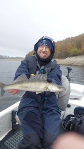 Zander