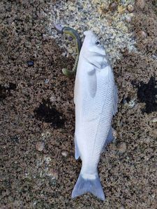 European Bass (Seabass)