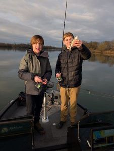 European Perch