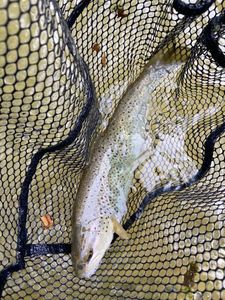 Brown Trout