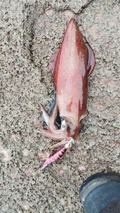 European Squid