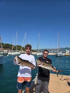 Greater Amberjack
