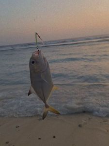 Golden Trevally