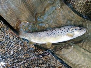 Brown Trout