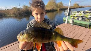 European Perch