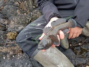 Giant Goby