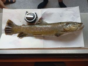 Brown Trout