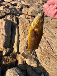 Ballan Wrasse