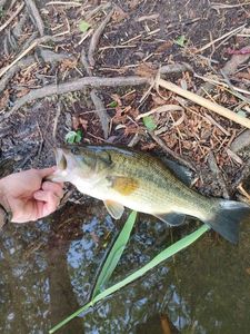 Largemouth Bass