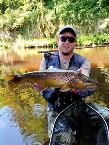 Brown Trout