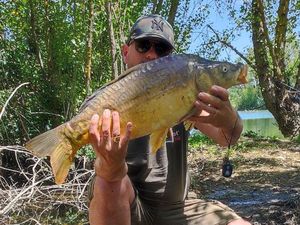 Mirror Carp