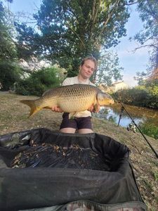 Common Carp