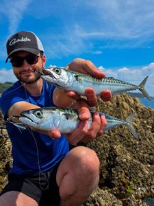 Mackerel