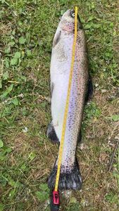 Lake Trout