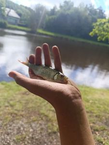 Roach