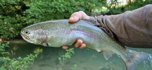 Rainbow Trout