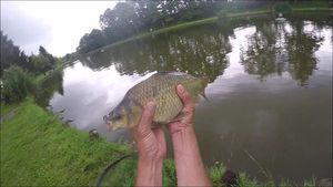 Crucian Carp