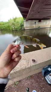 Yellow Perch