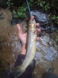 Brown Trout