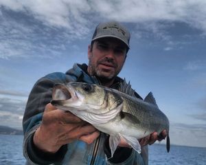 European Bass (Seabass)