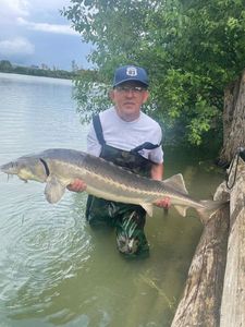 Sturgeon