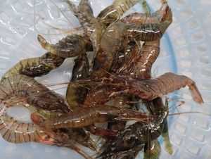 Common Prawn