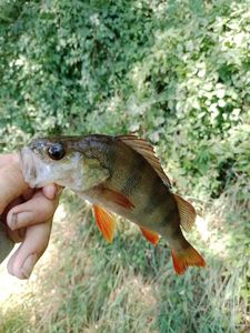 European Perch
