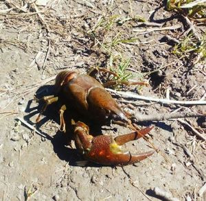 Spinycheek Crayfish