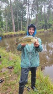 Largemouth Bass