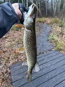 Northern Pike