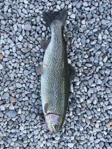 Rainbow Trout