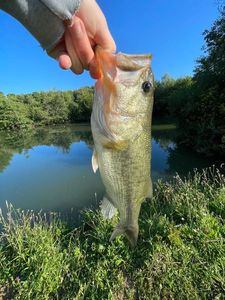Largemouth Bass