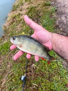 European Perch
