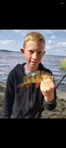 European Perch