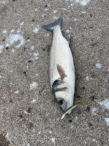 European Bass (Seabass)