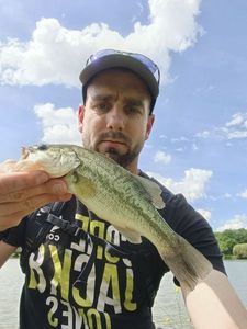 Largemouth Bass