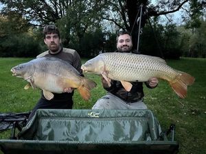 Mirror Carp