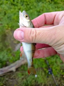 European Perch