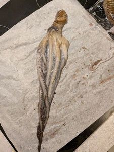 Common Octopus