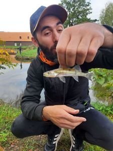 Zander