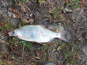 Common Bream