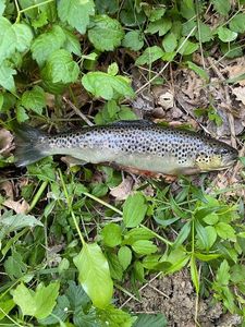 Brown Trout