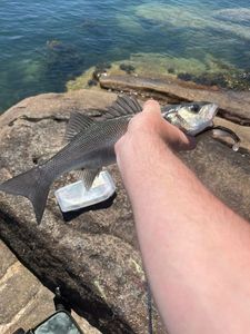 European Bass (Seabass)