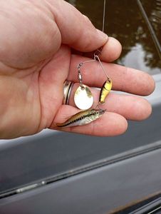 Largemouth Bass